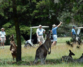 Glen Innes Golf Club - Yamba Accommodation 0