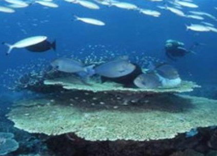Deep Sea Divers Den - Yamba Accommodation 2