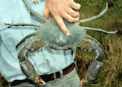 Whitsunday Crocodile Safari - Yamba Accommodation