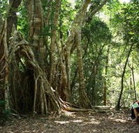 The Airlie Creek Track - Yamba Accommodation