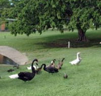 Anzac Park and Ululah Lagoon - Yamba Accommodation