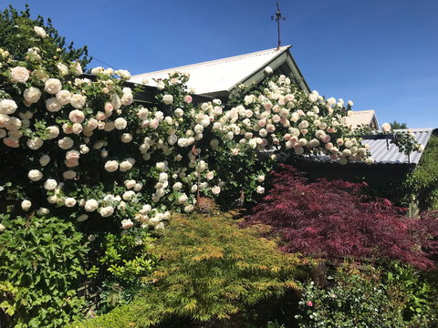 Crookwell Garden Festival - Yamba Accommodation 1