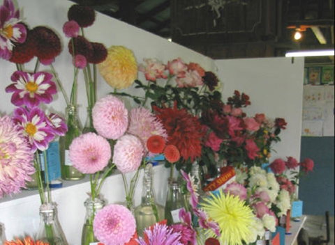 Dalgety Show - Yamba Accommodation 0