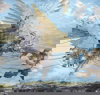 Dreams of Air and Flight - Yamba Accommodation