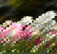 Floriade Reimagined - Yamba Accommodation
