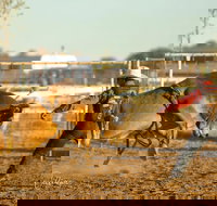 Walgett Charity Bushman's Carnival Rodeo and Campdraft - Yamba Accommodation