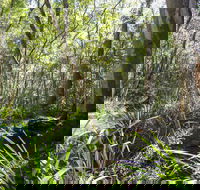 Bottlebutt Bash Trail Run - Yamba Accommodation