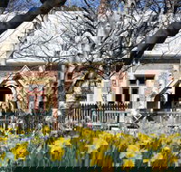 Daffodils at Rydal - Yamba Accommodation