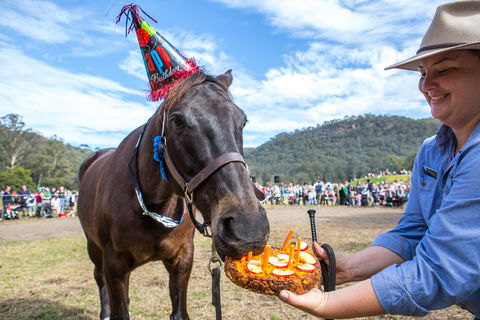 Horses Birthday Festival - Yamba Accommodation 0
