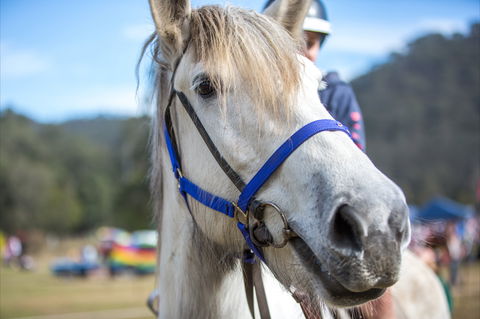 Horses Birthday Festival - Yamba Accommodation 1