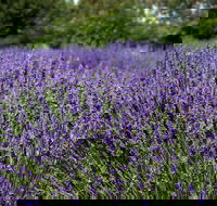 Lavender Herb and Chilli Festival - Yamba Accommodation