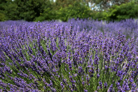 Lavender Herb And Chilli Festival - Yamba Accommodation 0