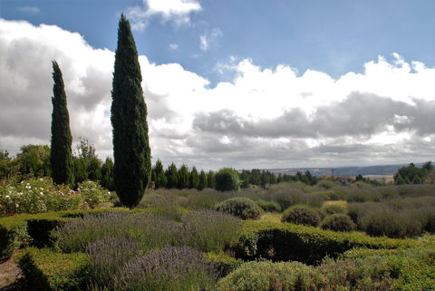 Lavender Herb And Chilli Festival - Yamba Accommodation 1
