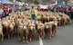 Rosto Merriwa Festival Of The Fleeces - thumb 1
