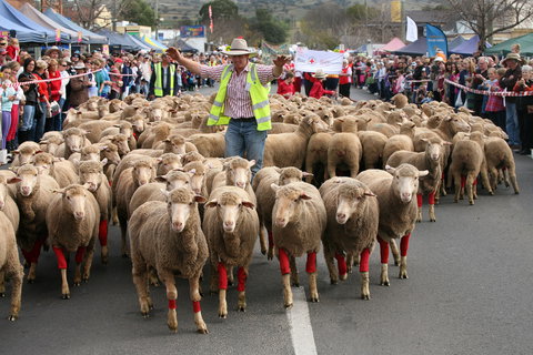 Rosto Merriwa Festival Of The Fleeces - Yamba Accommodation 1