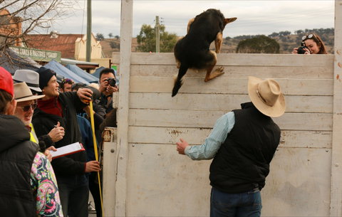 Rosto Merriwa Festival Of The Fleeces - Yamba Accommodation 2