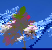 Spring time at Hunter Valley Gardens - Yamba Accommodation