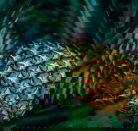 Yeppoon Community Market - Yamba Accommodation