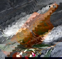 Aged Wine and Vintage Pies - Yamba Accommodation