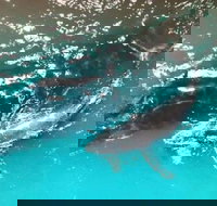 Ningaloo Lodge Exmouth - Yamba Accommodation