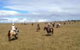 Susan River Homestead - thumb 0