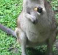 Bluewater Bed  Breakfast Cairns - Yamba Accommodation