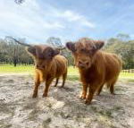Cockatoo Cottages - Yamba Accommodation