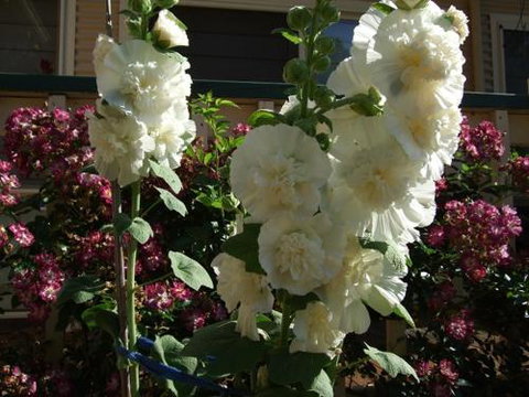 Nannup Riverview Cottage - Yamba Accommodation 2