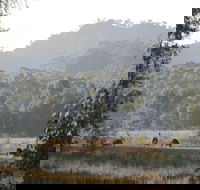 Dacelo - Yamba Accommodation