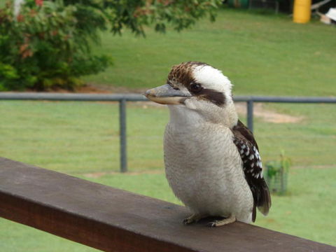 Eumundi Cottages Cottage 1 - Yamba Accommodation 3