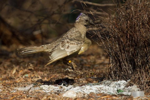 Broome Bird Observatory - Yamba Accommodation 7