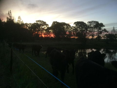 Lovedale Red Gum Cottage - Yamba Accommodation 4