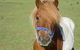 Woodvale At Cooma - thumb 6