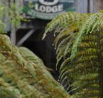 The Wombat Cottage - Yamba Accommodation