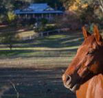 Historic Oak Hill House Estate Truffle Gourmet Festival Region - Yamba Accommodation