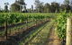 Renovated Cottage Aberdare Hunter Valley - thumb 0