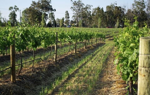 Renovated Cottage Aberdare Hunter Valley - Yamba Accommodation 0