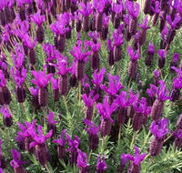 The Green Welly Stop - Yamba Accommodation