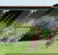 Cedar Lodge Cabins - Yamba Accommodation