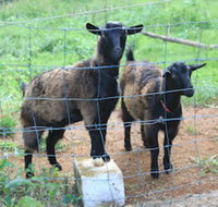 Alstonville Country Cottages - Yamba Accommodation