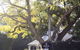 Bangalow Guesthouse - thumb 3