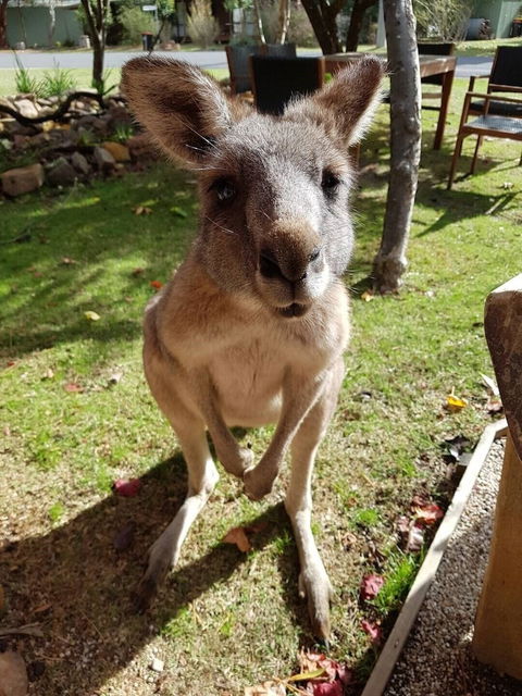 Grampians Eco YHA - Hostel - Yamba Accommodation 1