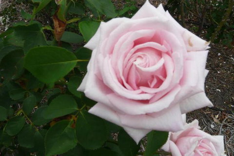 Granite Gardens Cottages & Lake Retreat - Yamba Accommodation 2