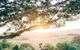 Cedia At Byron Bay Hinterland - thumb 0