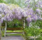 Amelina Cottages - Yamba Accommodation