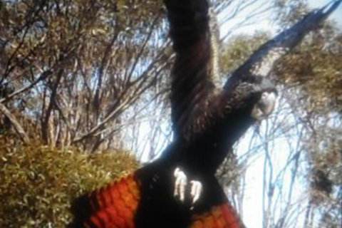 Cooinda Holiday Village - Yamba Accommodation 1