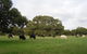 Wenton Farm Holiday Cottages - thumb 4