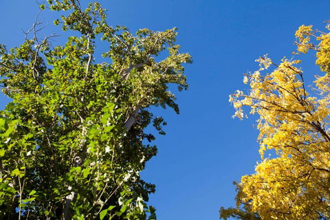 Strayleaves Caravan Park - Yamba Accommodation 4
