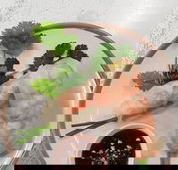 Golden Tree Cafe - Yamba Accommodation