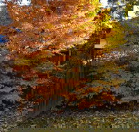 Stella Kitchen Chinese Take Away - Yamba Accommodation